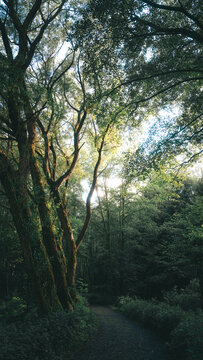 View of a forest path with tall trees and branches illuminated by sunlight filtering through the canopy in Svitavy, CZ.