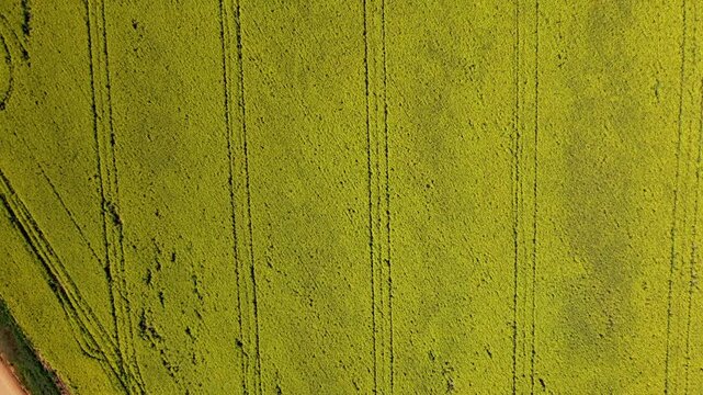 Top down drone shot of canola fields in the Overberg region of South Africa panning to a view of rural dirt roads and vast fields with mountains