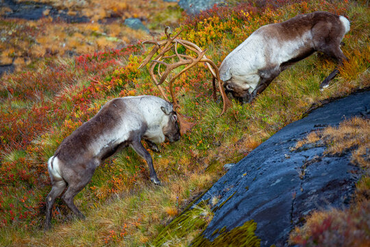 View of two reindeer sparring with their antlers on a grassy hillside with autumn foliage and dark rocks in Valldal, More og Romsdal, Norway.