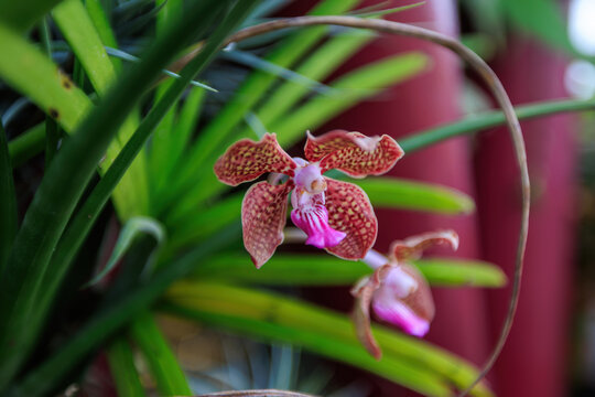 View of a vibrant spotted orchid flower with pink accents blooming amidst lush green foliage at Gardens by the Bay in Singapore, Singapore.