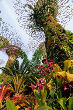 View of the iconic Supertree Grove at Gardens by the Bay, featuring towering vertical gardens covered in lush tropical plants and vibrant orchids in Singapore, Singapore.