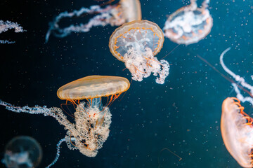 underwater photography jellyfish Chrysaora fuscescens, Pacific sea nettle, West Coast sea nettle © Minakryn Ruslan 