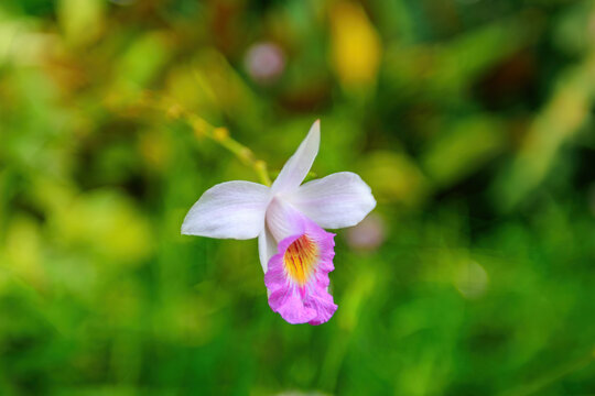 View of a delicate orchid flower with white petals and a vibrant pink and yellow center blooming at Gardens by the Bay in Singapore, Singapore.