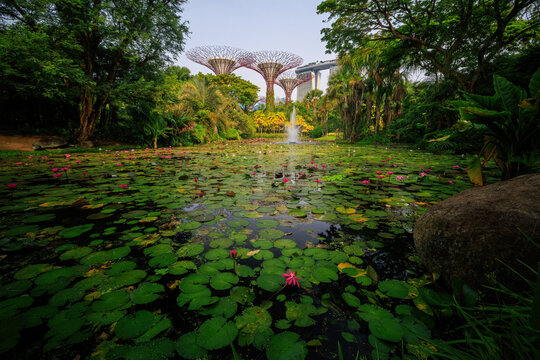 View of the iconic Supertree Grove at Gardens by the Bay, featuring a lily pond with blooming pink water lilies and a fountain, surrounded by tropical foliage in Singapore, Singapore.