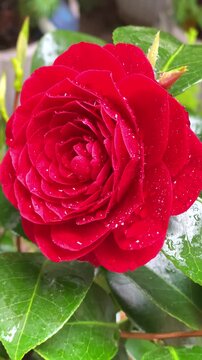 Close-up of red camellia flowers in a garden with water droplets in bright daylight