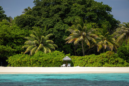 View of Meedhupparu island beach with lush palm trees, white sand, and a thatched umbrella with lounge chairs in Raa Atoll, Maldives.