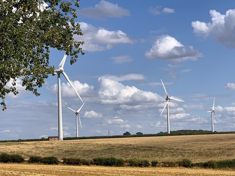 View of the Burton Wold wind farm with large white wind turbines standing in a golden wheat field under a bright blue sky with fluffy white clouds in Burton Latimer, England, United Kingdom.