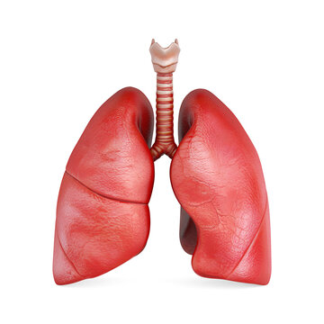 Human Respiratory System, Lung Anatomy, Breathing, Healthcare And Medical Education Concept. Detailed Lungs With Trachea. 3d Rendering