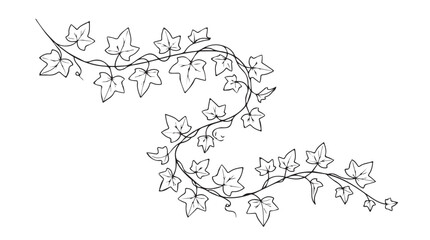 Fototapeta premium Hand drawn ivy vine vector illustration, black and white botanical leaf branch sketch, elegant climbing plant border for wedding stationery