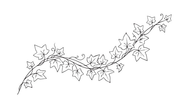 Vintage ivy vine illustration, hand drawn botanical leaf border, elegant black line art foliage vector for wedding invitations