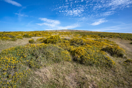 Gorse growing wild on the moors