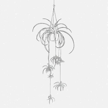 A minimalist black and white illustration of a spider plant with baby plantlets suspended in a line art style against a pure white background