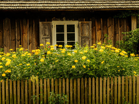 Rustic Wooden Cottage With Bright Yellow Flowers Behind a Weathered Picket Fence
