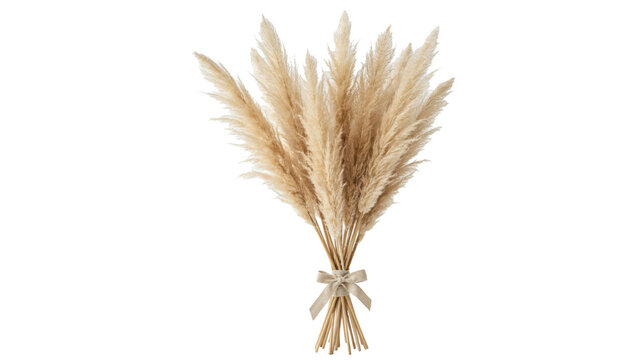 A fluffy bouquet of dried beige pampas grass stems tied together with a simple fabric ribbon bow isolated on a transparent background