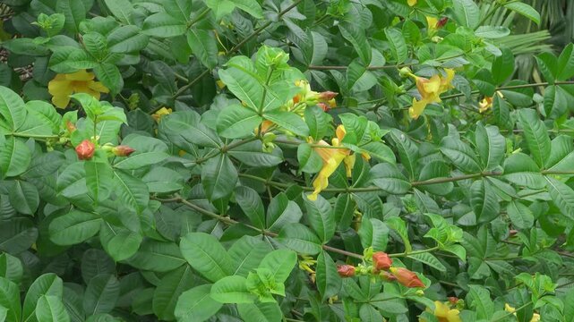 allamanda, golden trumpet Allamanda cathartica blooms in Thailand