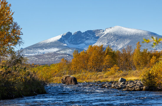View of a musk ox standing in a river with autumn foliage and the snow-capped Snohetta mountain in the background in Dovre, Innlandet, Norway.