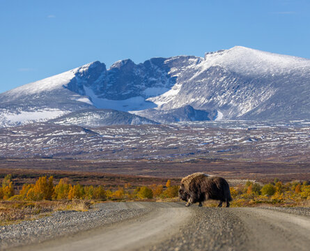 View of a muskox crossing a gravel road with the snow-capped Snohetta mountain in the background during autumn in Dovre, Innlandet, Norway.