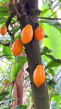 Cacao pods growing on a tree in a tropical garden during daylight hours