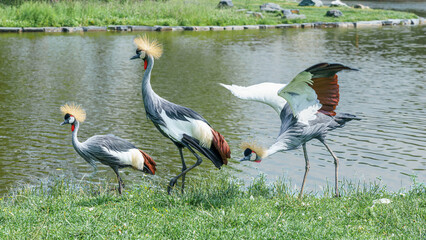 Naklejka premium Three crowned cranes standing on green grass near a pond, one crane flapping its wings while the others remain still, showcasing their distinctive plumage and habitat.