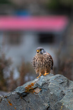View of a common kestrel perched on a rocky outcrop in Naltar Valley, Gilgit, Pakistan.