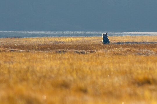 View of a brown bear standing in the golden grasslands of Deosai National Park, Skardu, Gilgit, Pakistan.