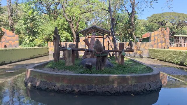 A group of monkeys sitting and moving around inside their enclosure at a zoo, surrounded by a moat of water and trees in the background.