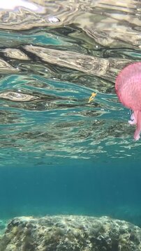 Vertical view of a jellyfish floating in clear blue sea with sunlight filtering through the water and a peaceful underwater atmosphere.