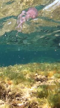 Vertical view of a jellyfish floating in shallow crystal clear water with sunlight reflections and a peaceful coastal marine environment.