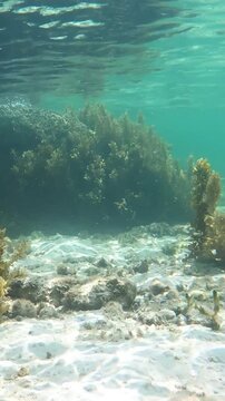 Vertical underwater view of the coral reef at Anse Royale in Seychelles with crystal clear turquoise water and tropical marine scenery.