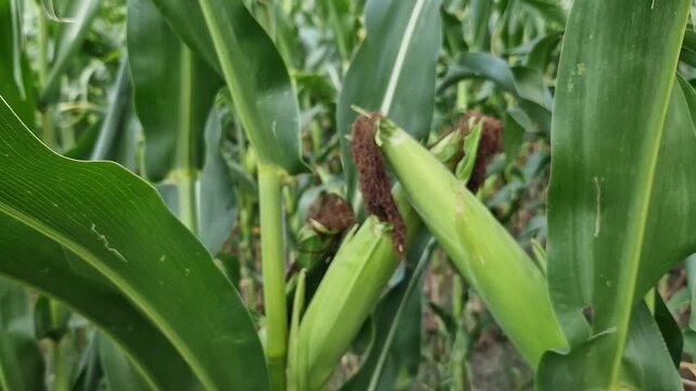 Young corn cobs in the field on a sunny day. Close-up of green corn cobs growing on stalks in the field. Concept of agriculture, harvest, growing grain crops and farming in summer. Nature
