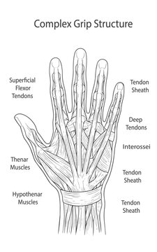 An anatomical diagram showing the complex grip structure and function of the hand, identifying the key components of muscles, tendons, and tendon sheaths in the palm and fingers.
