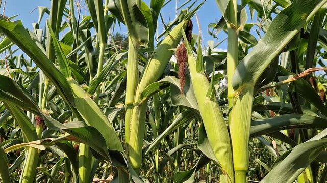 Young corn cobs in the field on a sunny day. Close-up of green corn cobs growing on stalks in the field. Concept of agriculture, harvest, growing grain crops and farming in summer. Nature