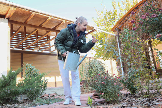 Young Woman Tending Garden Plants, Leaning Close To Inspect Rose Bush While Holding Watering Can In Sunny Backyard With Autumn Foliage, Wooden Patio Structure, Shrubs, And Home, With Gardening
