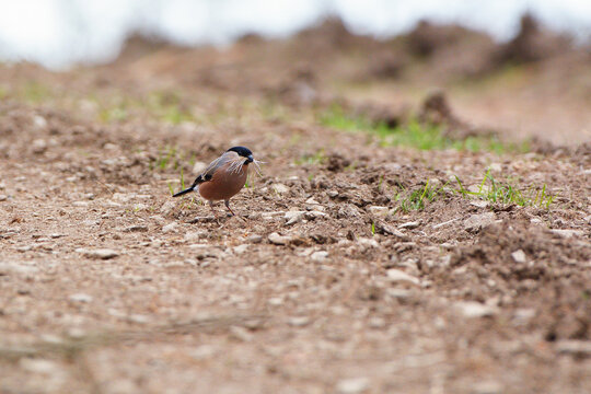 Male Eurasian Bullfinch collecting dry grass for nesting on forest floor