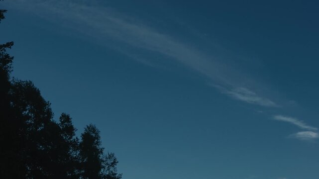 Deep blue sky and conifer silhouettes