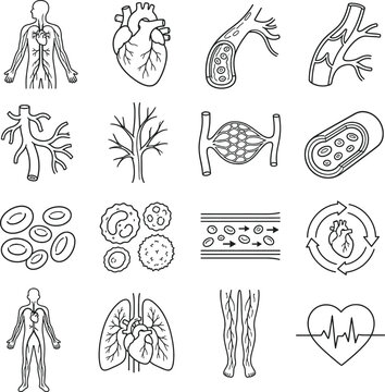 Human Circulatory System and Cardiovascular Line Icon Set