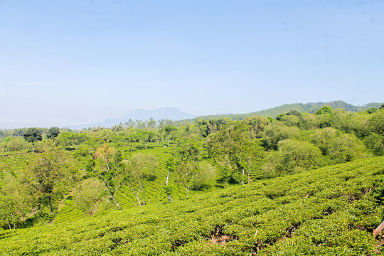 Lush green tea fields stretch across rolling hills.