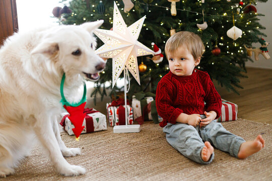Toddler Boy in Red Sweater Sitting by Christmas Tree with White Dog. Family holiday traditions, Unconditional Friendship. Happy holidays