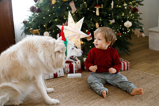 Little toddler boy playing with white dog by Christmas tree with glowing star, concept of pet care during holidays, warm family home atmosphere, and festive winter joy