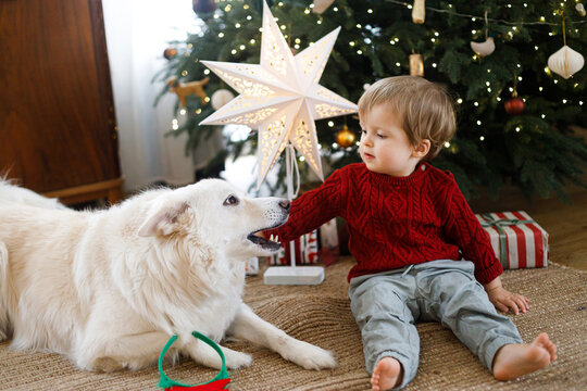 Little toddler boy playing with white dog by Christmas tree with glowing star, concept of pet care during holidays, warm family home atmosphere, and festive winter joy