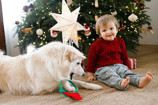 Smiling toddler boy sitting with white dog near decorated Christmas tree with gifts, concept of holiday happiness. Cozy Scandinavian home decor, and winter joy