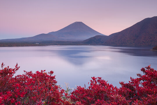View of Mount Fuji reflecting in the calm waters of Lake Motosu, framed by vibrant red autumn foliage under a soft pink sunset sky in Japan.