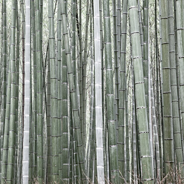 View of a dense bamboo forest with tall green stalks reaching towards the sky in Japan.