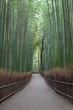 View of the Arashiyama Bamboo Grove with tall green stalks lining a gravel path and traditional bamboo fencing in Japan.
