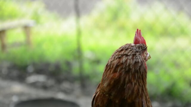 Close-up profile video of a brown hen outdoors in a rural farm environment. 