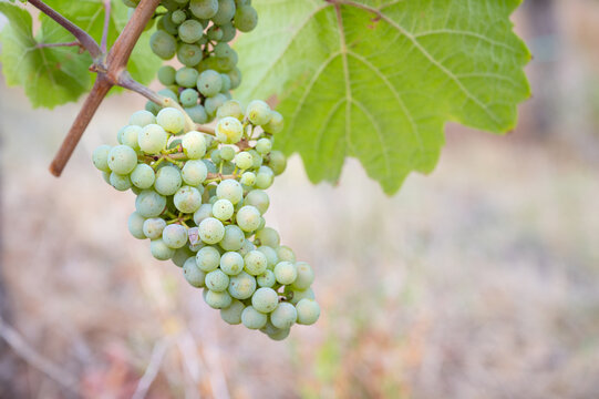 Riesling green grapevine harvest in summer and autumn, ripe wine grapes on vine, vineyard in Trier, Mosel Valley Germany, agriculture at Moselle river