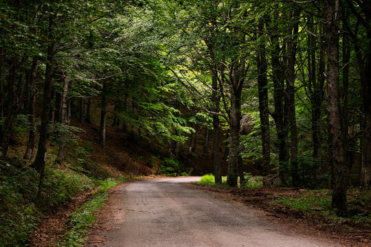 View of a winding road through dense, lush green beech forest of the Foresta Regionale del Monte Penna, with sunlight filtering through the canopy in Santo Stefano d'Aveto, Liguria, Italy.