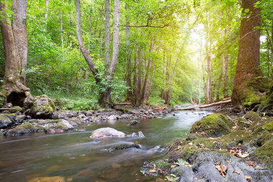 Stream flows through forest in summer, woodland landscape in Germany near Trier, river Ruwer, Moselle Valley 