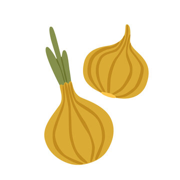 Flat vector illustration of two yellow onions with green leaves. Fresh vegetable bulbs isolated on a white background, suitable for food, cooking, kitchen, agriculture and harvest designs.