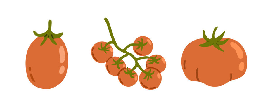 Flat vector illustration of three tomato varieties, including a whole tomato, tomato cluster and flattened tomato. Fresh vegetables isolated on white, ideal for food and harvest designs.